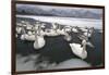 Whooper Swans on Icy Lake-DLILLC-Framed Photographic Print