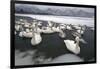 Whooper Swans on Icy Lake-DLILLC-Framed Photographic Print