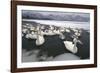 Whooper Swans on Icy Lake-DLILLC-Framed Photographic Print
