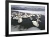 Whooper Swans on Icy Lake-DLILLC-Framed Photographic Print