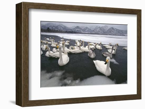 Whooper Swans on Icy Lake-DLILLC-Framed Photographic Print