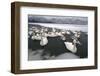 Whooper Swans on Icy Lake-DLILLC-Framed Photographic Print