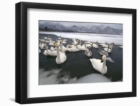 Whooper Swans on Icy Lake-DLILLC-Framed Photographic Print