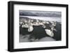 Whooper Swans on Icy Lake-DLILLC-Framed Photographic Print