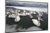 Whooper Swans on Icy Lake-DLILLC-Mounted Photographic Print