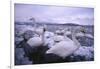 Whooper Swans on Icy Lake-DLILLC-Framed Photographic Print