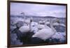 Whooper Swans on Icy Lake-DLILLC-Framed Photographic Print