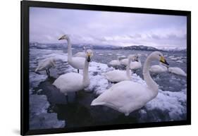 Whooper Swans on Icy Lake-DLILLC-Framed Photographic Print