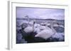 Whooper Swans on Icy Lake-DLILLC-Framed Photographic Print