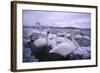 Whooper Swans on Icy Lake-DLILLC-Framed Photographic Print