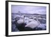 Whooper Swans on Icy Lake-DLILLC-Framed Photographic Print