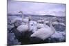 Whooper Swans on Icy Lake-DLILLC-Mounted Photographic Print