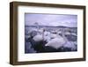 Whooper Swans on Icy Lake-DLILLC-Framed Photographic Print