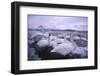 Whooper Swans on Icy Lake-DLILLC-Framed Photographic Print