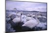 Whooper Swans on Icy Lake-DLILLC-Mounted Photographic Print