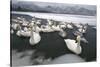 Whooper Swans on Icy Lake-DLILLC-Stretched Canvas