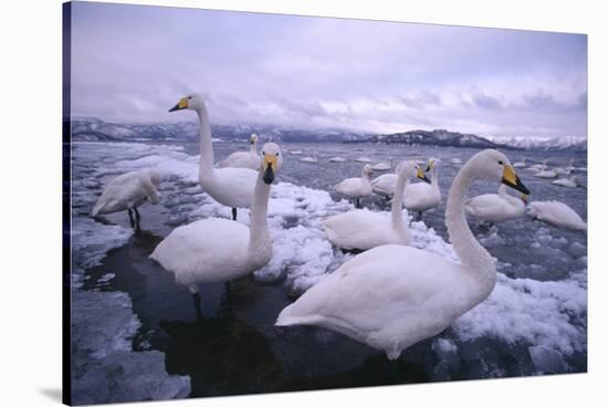 Whooper Swans on Icy Lake-DLILLC-Stretched Canvas