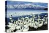 Whooper Swans on Lake, Winter-null-Stretched Canvas