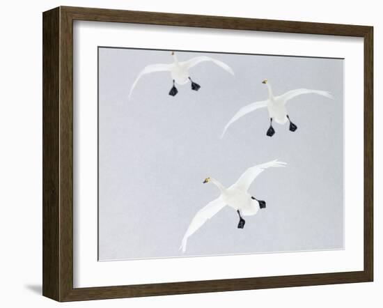 Whooper swans three coming into land, Hokkaido, Japan-Markus Varesvuo-Framed Photographic Print