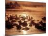 Whooper Swans, Tokachi River, Hokkaido, Japan-null-Mounted Photographic Print