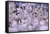 Whooper Swans-DLILLC-Framed Stretched Canvas