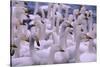 Whooper Swans-DLILLC-Stretched Canvas
