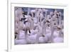 Whooper Swans-DLILLC-Framed Photographic Print