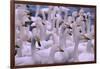 Whooper Swans-DLILLC-Framed Photographic Print