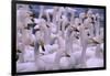 Whooper Swans-DLILLC-Framed Photographic Print