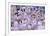 Whooper Swans-DLILLC-Framed Photographic Print