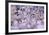 Whooper Swans-DLILLC-Framed Photographic Print