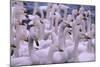 Whooper Swans-DLILLC-Mounted Photographic Print