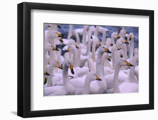 Whooper Swans-DLILLC-Framed Photographic Print