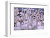 Whooper Swans-DLILLC-Framed Photographic Print