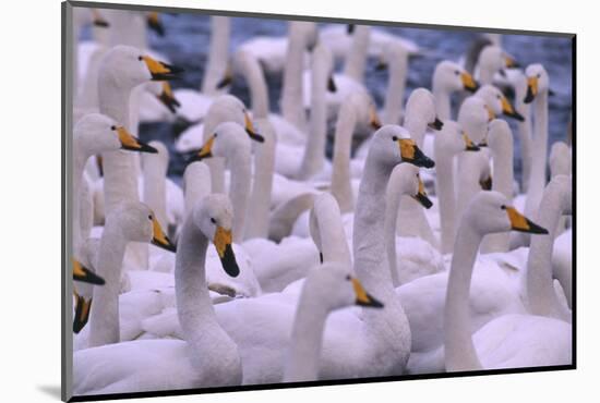 Whooper Swans-DLILLC-Mounted Photographic Print