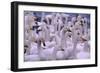 Whooper Swans-DLILLC-Framed Photographic Print