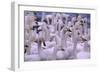 Whooper Swans-DLILLC-Framed Photographic Print