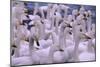 Whooper Swans-DLILLC-Mounted Photographic Print