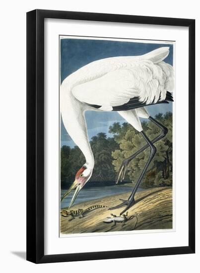 Whooping Crane, Adult Male, 1834-John James Audubon-Framed Giclee Print