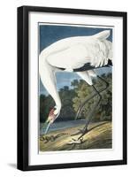 Whooping Crane, Adult Male, 1834-John James Audubon-Framed Giclee Print