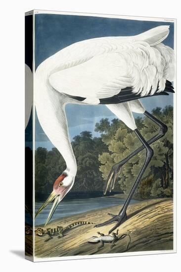 Whooping Crane, Adult Male, 1834-John James Audubon-Stretched Canvas