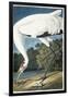 Whooping Crane, Adult Male, 1834-John James Audubon-Framed Giclee Print