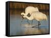 Whooping Crane, Aransas National Wildlife Refuge, Texas, USA-Larry Ditto-Framed Stretched Canvas