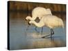 Whooping Crane, Aransas National Wildlife Refuge, Texas, USA-Larry Ditto-Stretched Canvas