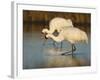 Whooping Crane, Aransas National Wildlife Refuge, Texas, USA-Larry Ditto-Framed Photographic Print