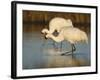 Whooping Crane, Aransas National Wildlife Refuge, Texas, USA-Larry Ditto-Framed Photographic Print