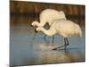 Whooping Crane, Aransas National Wildlife Refuge, Texas, USA-Larry Ditto-Mounted Photographic Print