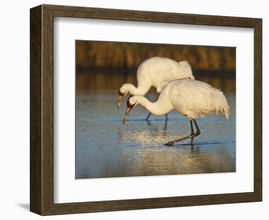 Whooping Crane, Aransas National Wildlife Refuge, Texas, USA-Larry Ditto-Framed Photographic Print