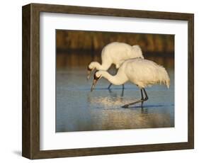 Whooping Crane, Aransas National Wildlife Refuge, Texas, USA-Larry Ditto-Framed Photographic Print