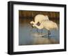 Whooping Crane, Aransas National Wildlife Refuge, Texas, USA-Larry Ditto-Framed Photographic Print